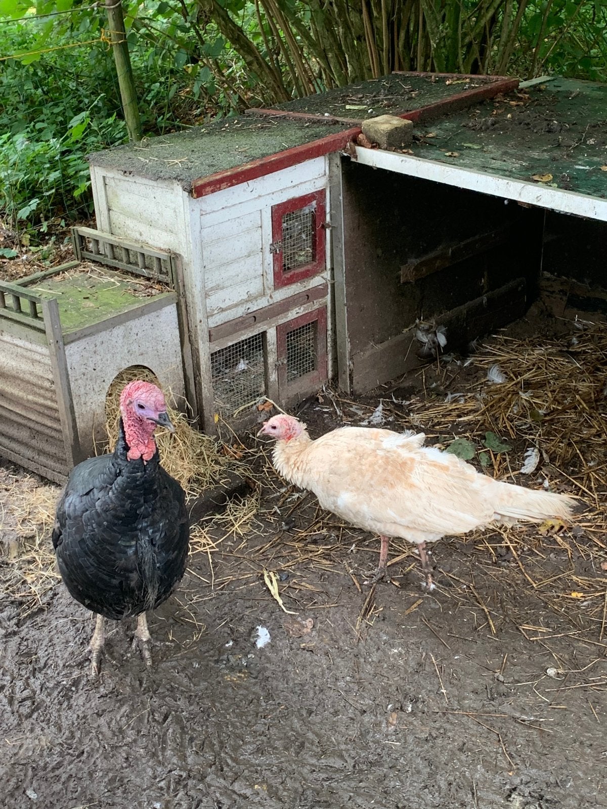 Echtpaar kalkoenen bijna gratis, Dieren en Toebehoren, Pluimvee, Meerdere dieren