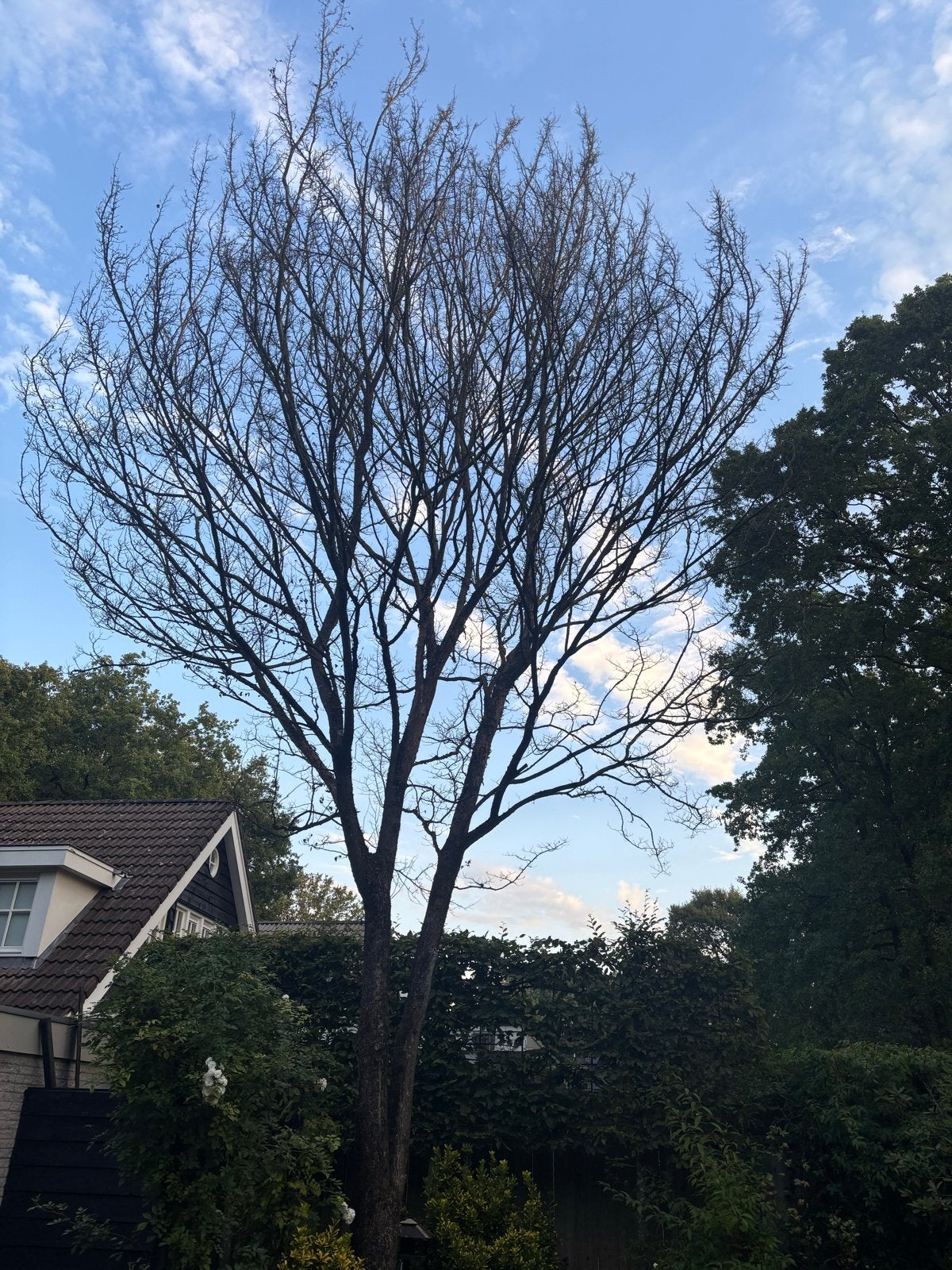 Gezocht: boom verwijderen in ruil voor hout, Volle zon, Bloeit niet, 400 cm of meer, Overige soorten