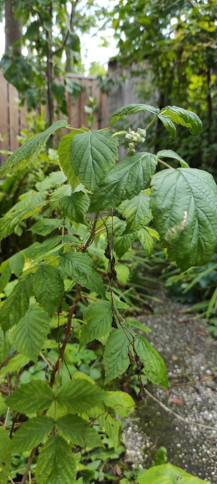 Framboos fruitplant 160 cm - Dubbele Oogst (Zomer & Herfst), Ophalen of Verzenden, Vaste plant, Fruitplanten