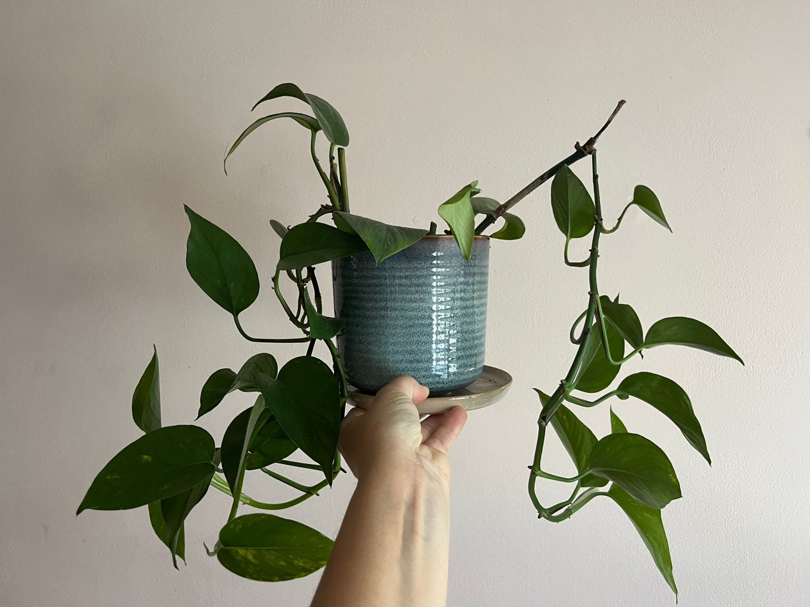 Epipremnum, Ophalen, Halfschaduw, Minder dan 100 cm