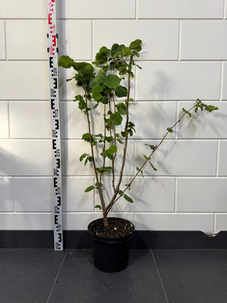 Hazelaar BIO (Corylus avellana) 100cm, Tuin en Terras, Planten | Struiken en Hagen, Ophalen of Verzenden, Overige soorten, Struik