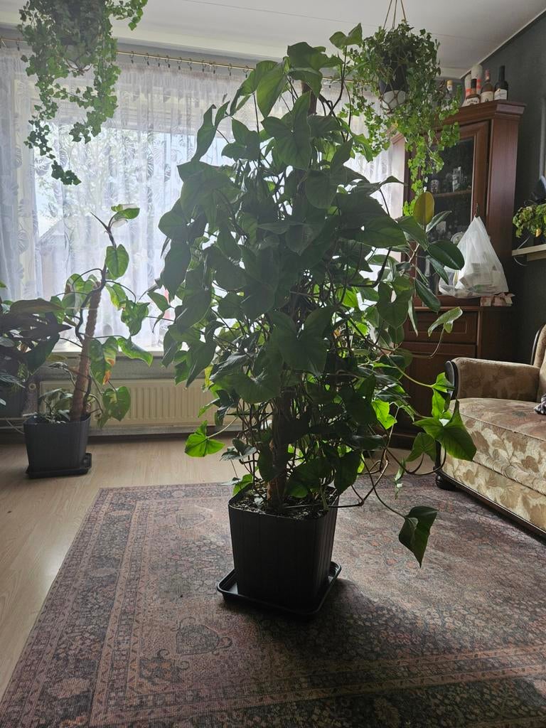 Plant Syngonium podophyllum, Huis en Inrichting, Kamerplanten, Ophalen of Verzenden, Halfschaduw