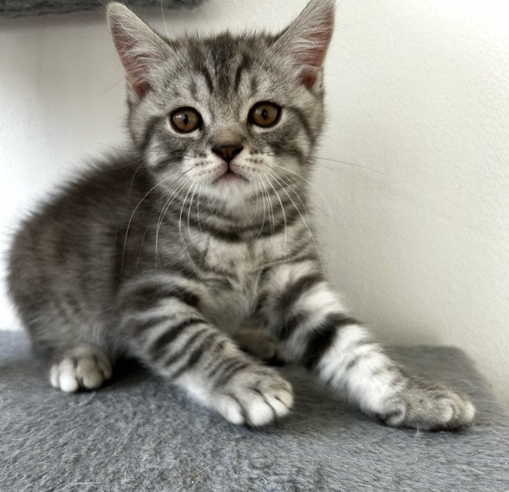 Beitse korthaar kitten, Kater, Ontwormd