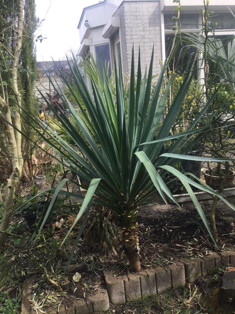 Palmlelie pups, Tuin en Terras, Ophalen of Verzenden, Overige soorten, Halfschaduw