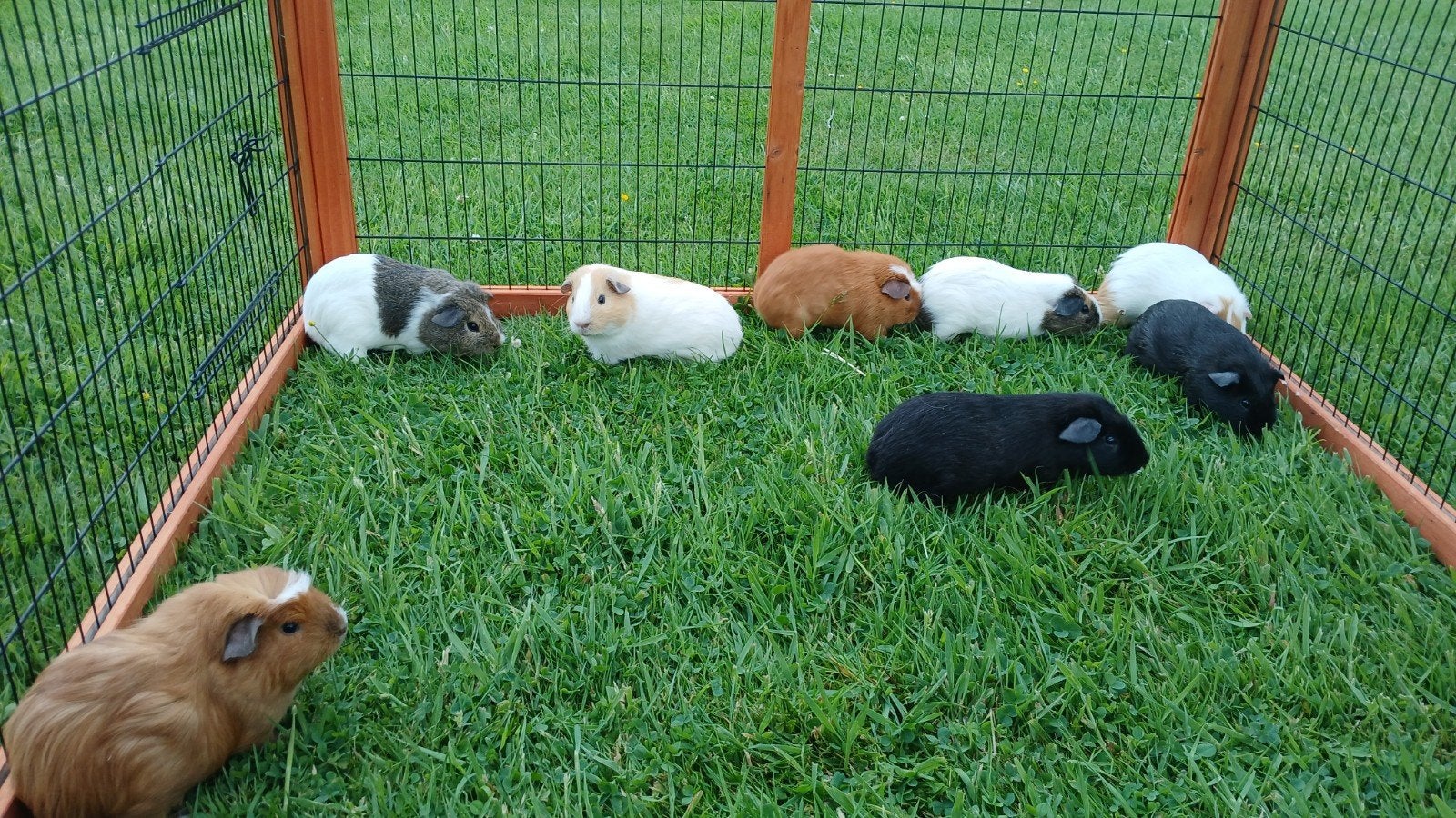 Cavia beertjes, Dieren en Toebehoren, Februari, Mannelijk, Cavia