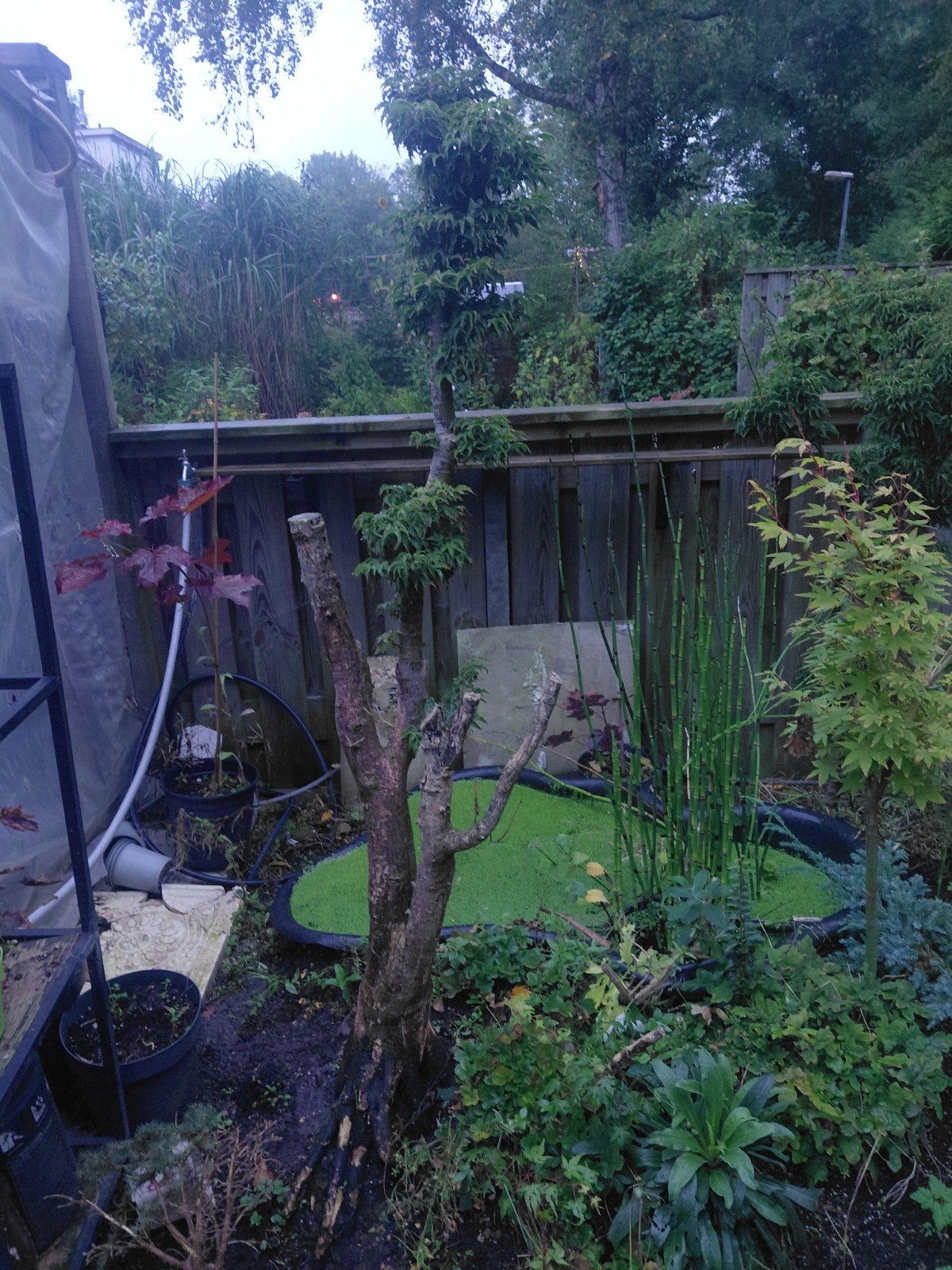 2 Japanse esdoorns (Acer palmatum 'Shishigashira'), Tuin en Terras, Ophalen, Bloeit niet, Halfschaduw, Overige soorten