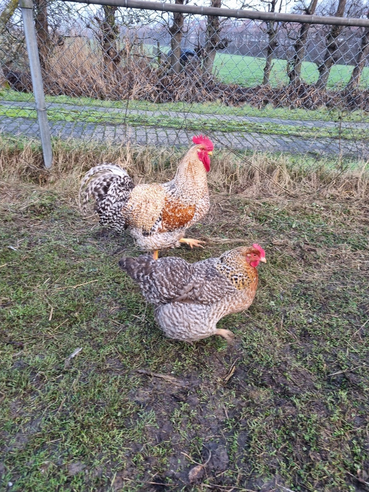 Bielefelder Haan (groot), Dieren en Toebehoren, Mannelijk, Kip