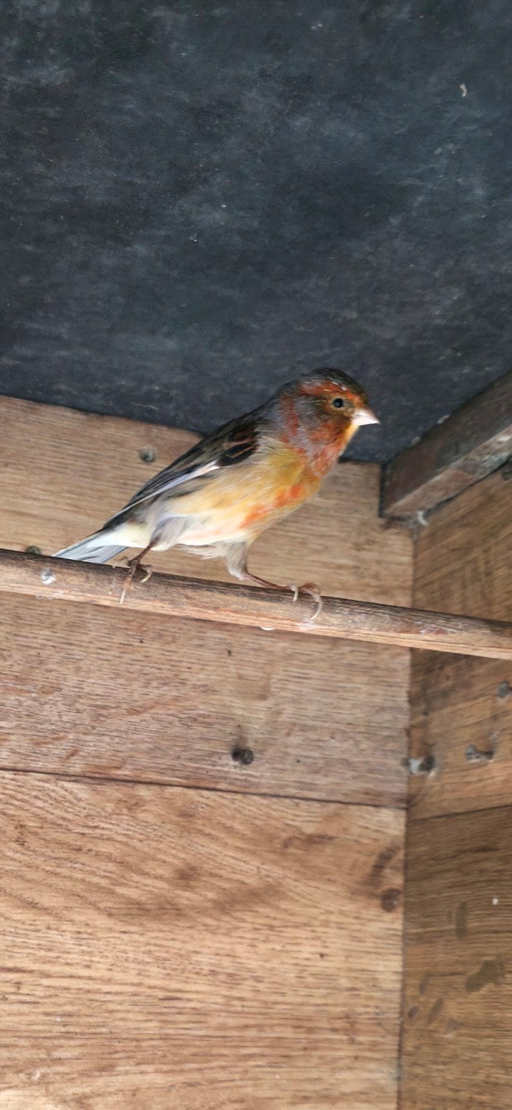 Kanarie herlekijn man,  2025  5 kleuren, Mannelijk, Kleurkanarie