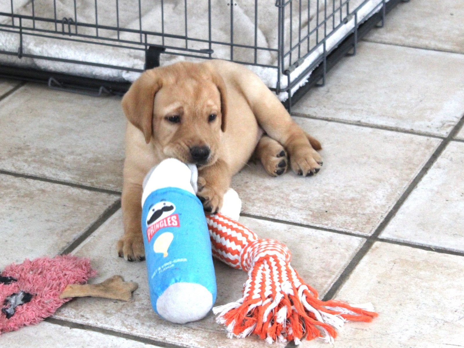 Prachtige labrador pups, Nederland, Labrador retriever, Meerdere, Meerdere dieren