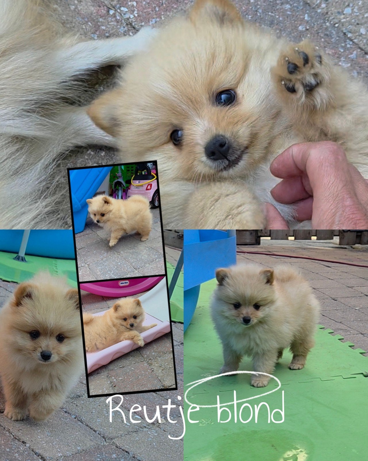 Pomeranian, dwergkees, kleinkees pups reu en teef mogen mee, Dieren en Toebehoren, Keeshond, 8 tot 15 weken, Parvo, Meerdere
