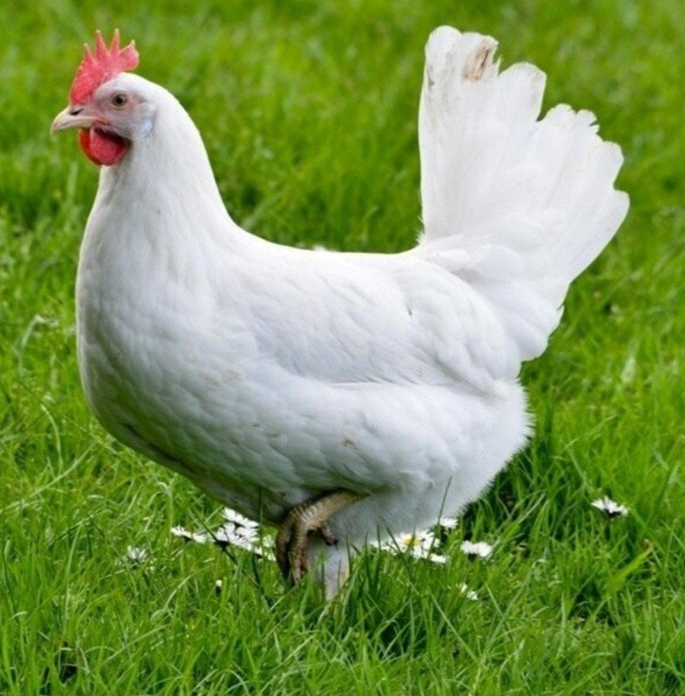 Jonge, witte leghennen/legkippen, Vrouwelijk, Kip