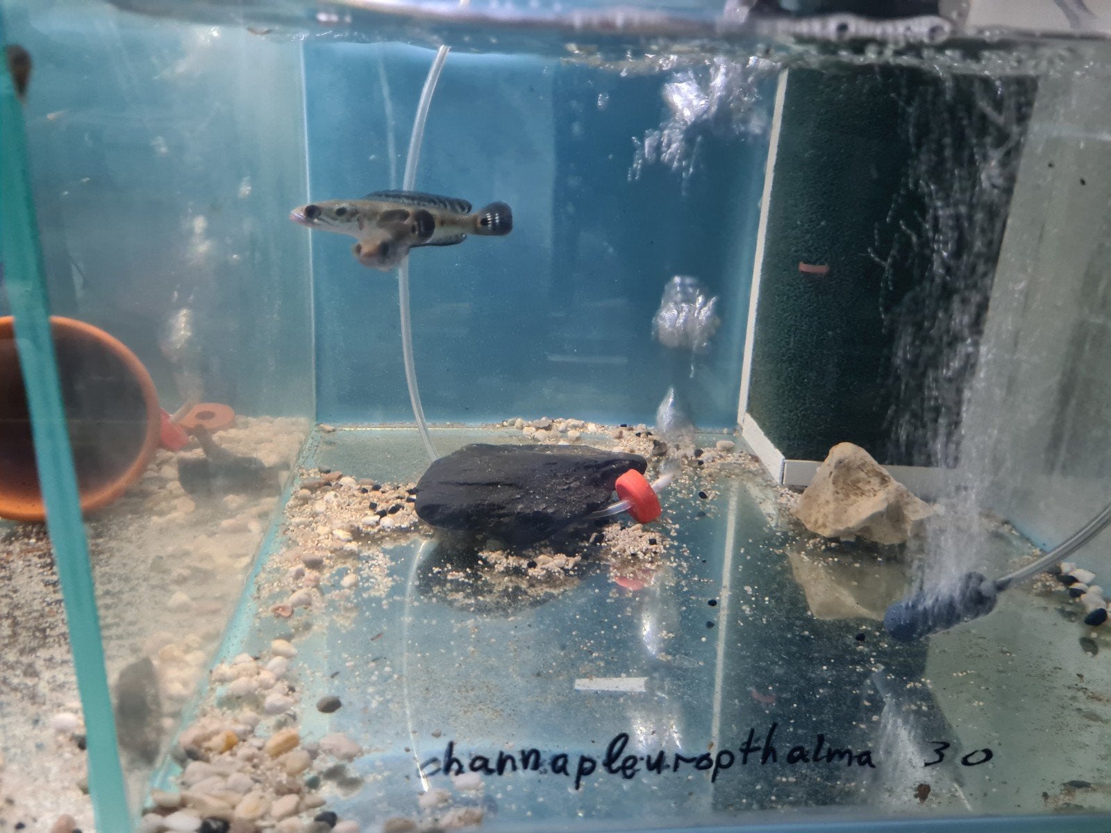Channa Pleuropthalma, Slangenkopvis, Vis, Zoetwatervis