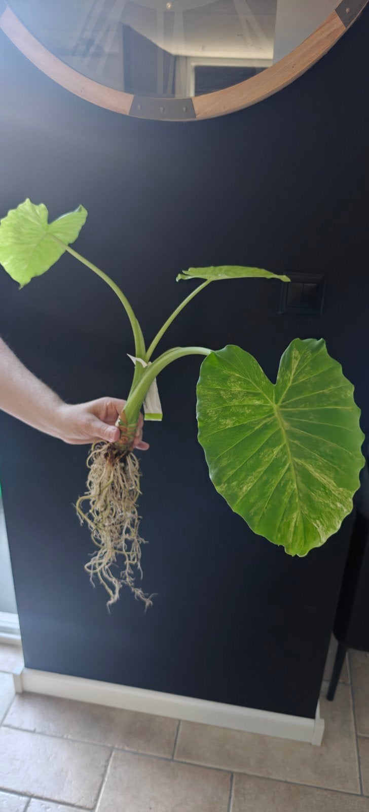 Alocasia Gageana Aurea Variegata, Huis en Inrichting, Kamerplanten, Ophalen of Verzenden, Halfschaduw, Minder dan 100 cm