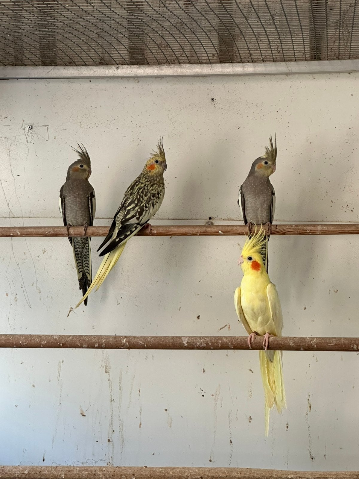 Valkparkieten 4 stuks 3 jongen om tam te maken, Dieren en Toebehoren, Meerdere dieren, Parkiet, Tam