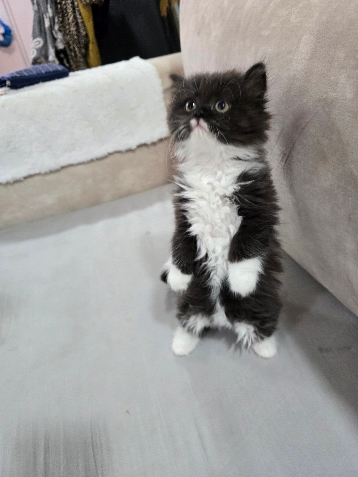 Britsh korte haar kittens, Dieren en Toebehoren, Meerdere dieren, Ontwormd, 0 tot 2 jaar