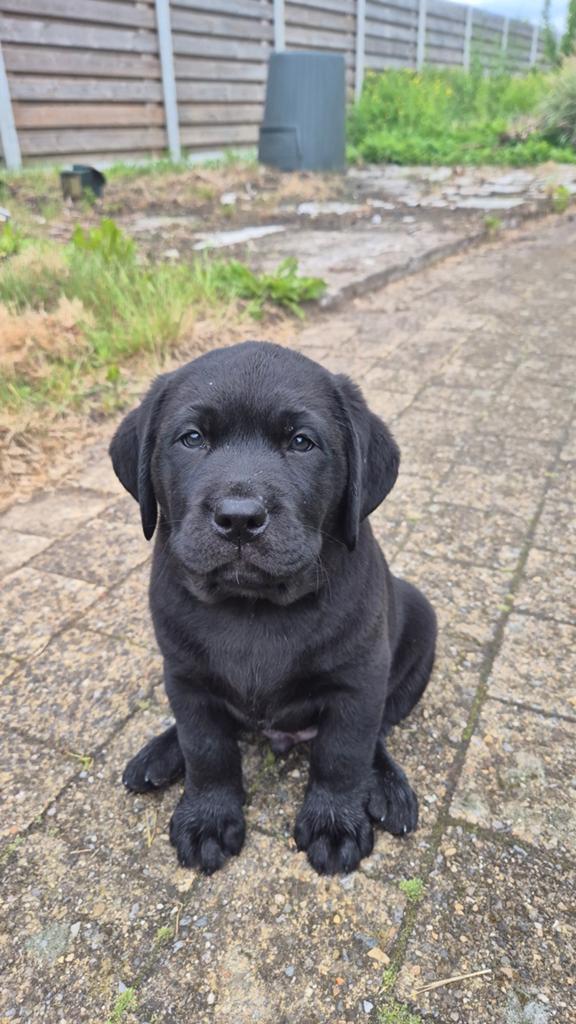 Zwarte Labrador pups, Dieren en Toebehoren, Honden | Retrievers, Spaniëls en Waterhonden, Parvo, België, Fokker | Hobbymatig, 8 tot 15 weken
