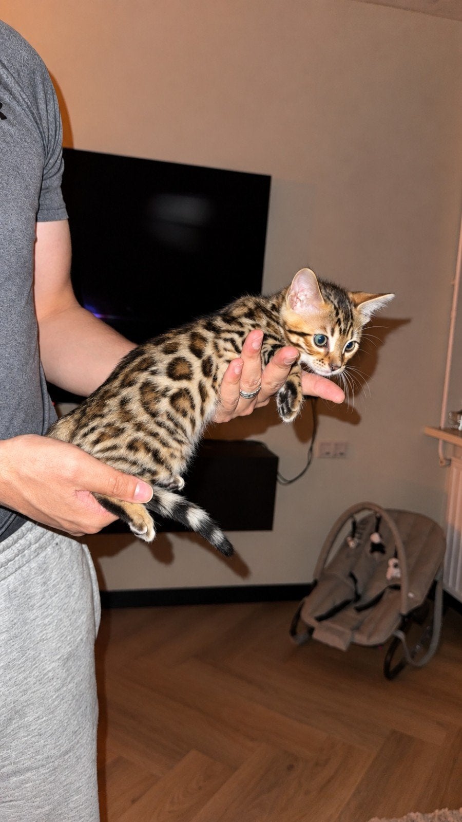 Brown Rosetted Bengaalse kitten poes, Dieren en Toebehoren, Poes, Gechipt, 0 tot 2 jaar