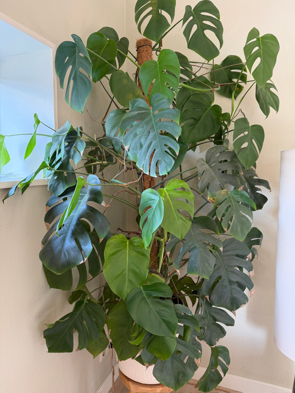 Mooie grote Monstera – ca. 1,50 meter hoog, Ophalen, 100 tot 150 cm, Overige soorten, Halfschaduw