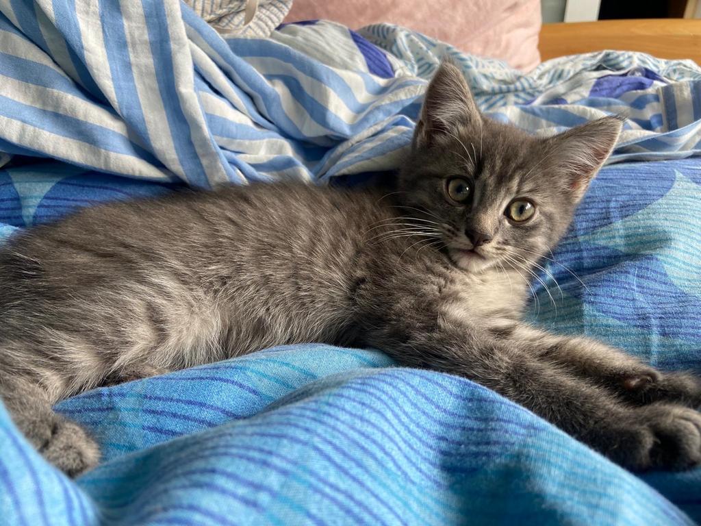 Kittens te koop, Kater, Kortharig, 0 tot 2 jaar