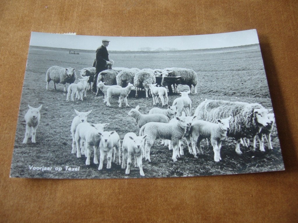 TEXEL  =  VOORJAAR OP TEXEL - BOER MET SCHAPEN, Ophalen of Verzenden, 1960 tot 1980, Gelopen, Waddeneilanden
