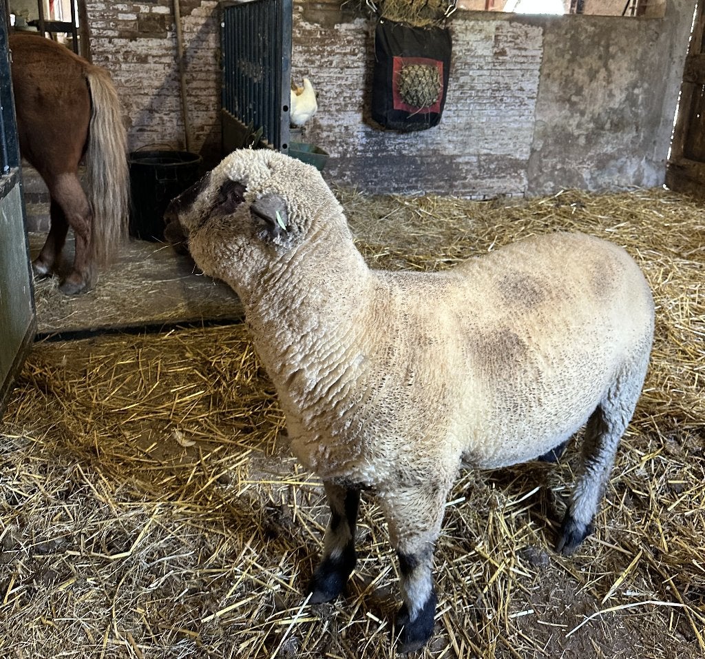 HAMPSHIRE DOWN RAM STAMBOEK, Mannelijk, Schaap