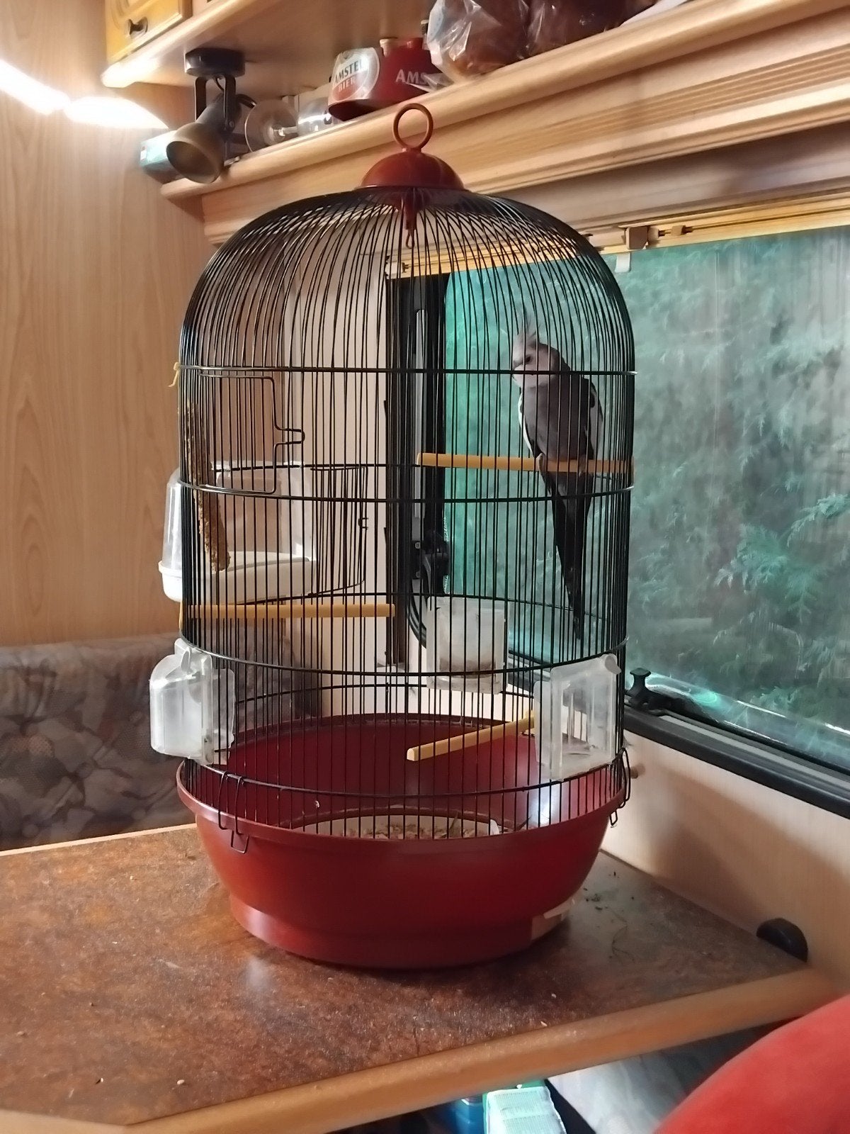 valk parkiet met kooi, Dieren en Toebehoren, Vogels | Hokken en Kooien, Ophalen of Verzenden, Zo goed als nieuw, Metaal, Vogelkooi