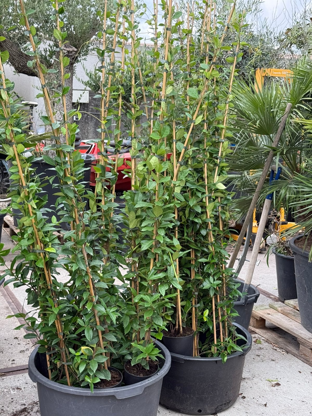 Gele jasmijnen 2 meter partij nog 50 stuks vanaf 12,- pst, Ophalen, Volle zon, Vaste plant, Klimplanten