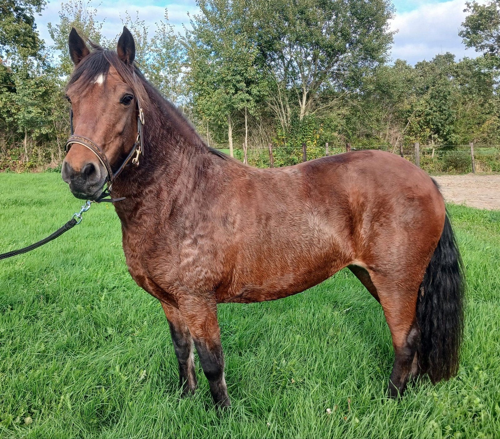 Bailey 8 jarige merrie, Merrie, Zadelmak, D pony (1.37m tot 1.48m), 7 tot 10 jaar