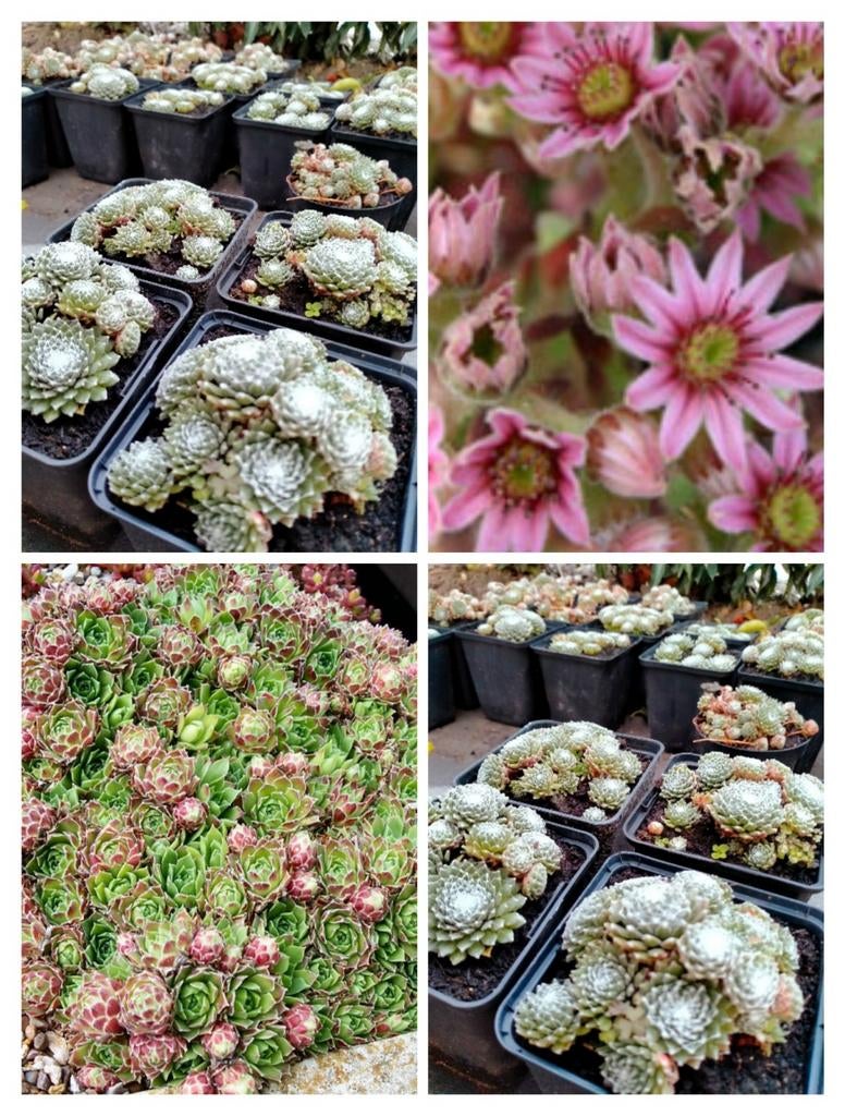 Sempervivum, Tuin en Terras, Planten | Tuinplanten, Ophalen of Verzenden, Overige soorten, Volle zon