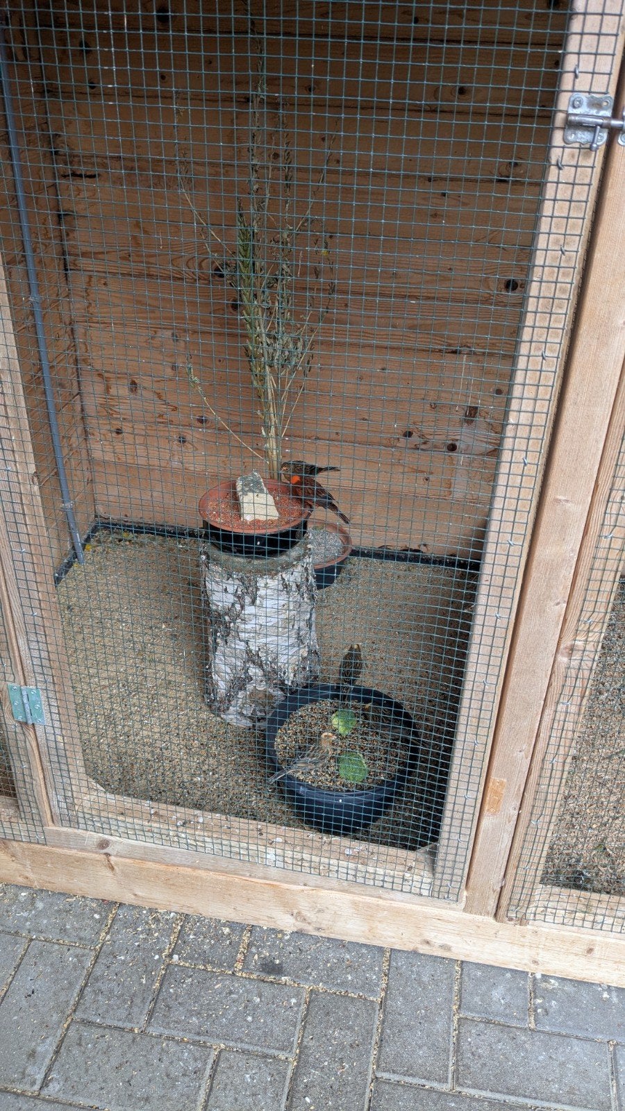 Te koop mooie rode lizards geringd 2026., Dieren en Toebehoren, Vogels | Overige Vogels, Geslacht onbekend, Geringd