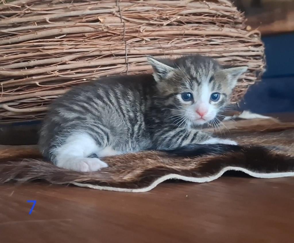 5 lieve kater kittentjes, Dieren en Toebehoren, Katten en Kittens | Raskatten | Korthaar, Kater, 0 tot 2 jaar, Ontwormd