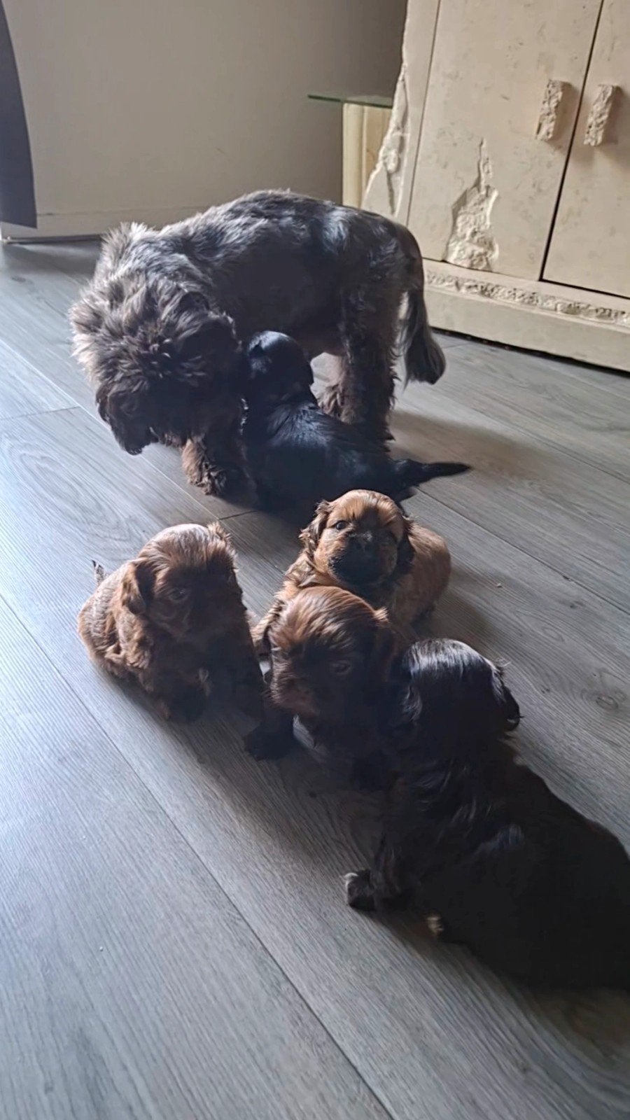 shih tzu pups (mogen over 3 weken weg), Parvo, 8 tot 15 weken, Meerdere, Nederland