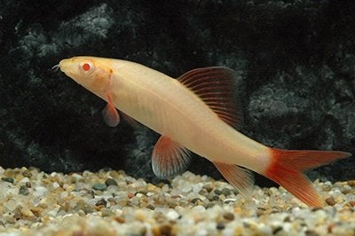 Labeo Albino, Dieren en Toebehoren, Vis, Zoetwatervis, Schoolvis