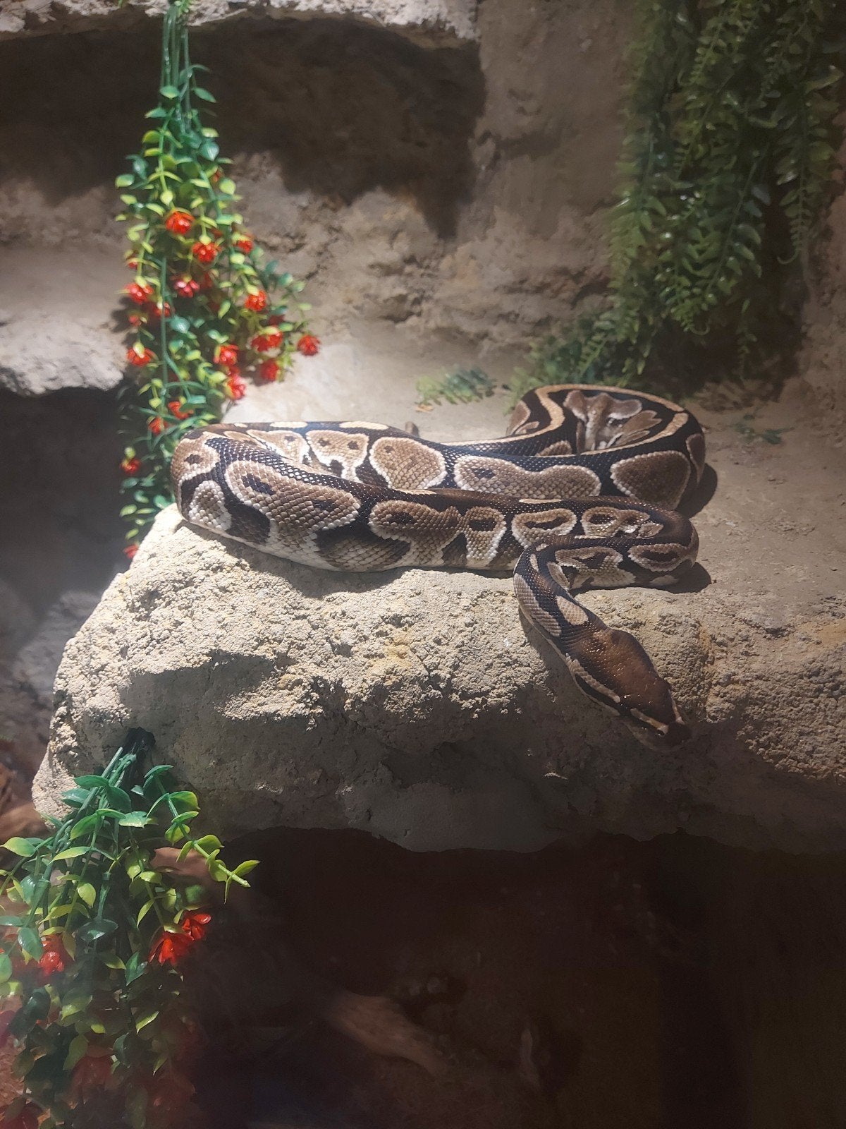 slang te koop met terrarium, Dieren en Toebehoren, Ophalen, Gebruikt, Terrarium of Paludarium