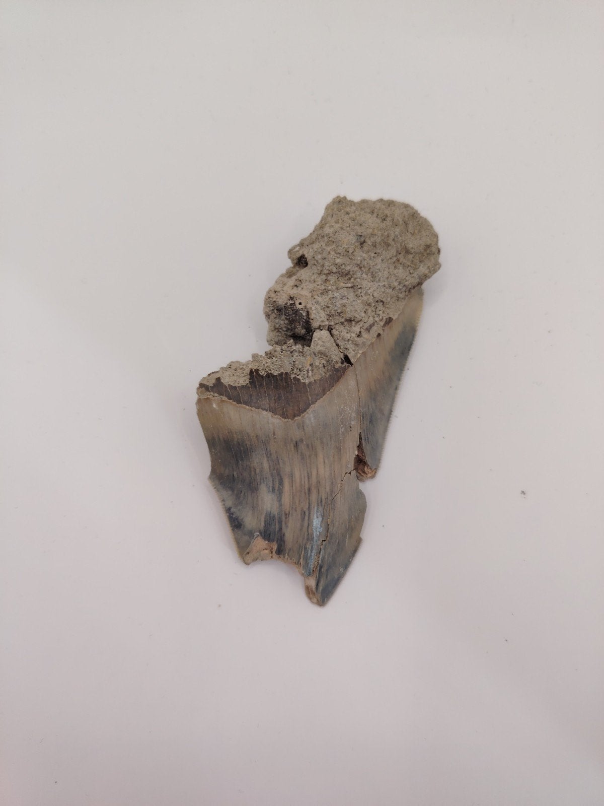 Uniek Megalodon tand fragment - Fossiel, Verzamelen, Mineralen en Fossielen, Ophalen of Verzenden, Fossiel