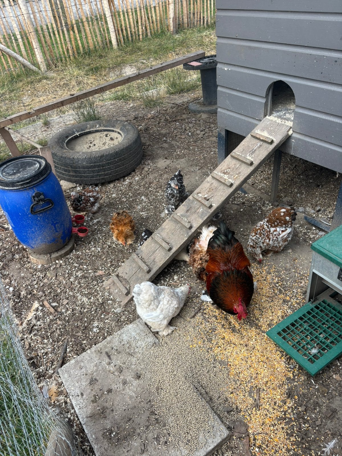 Cochins te koop, Mannelijk, Kip