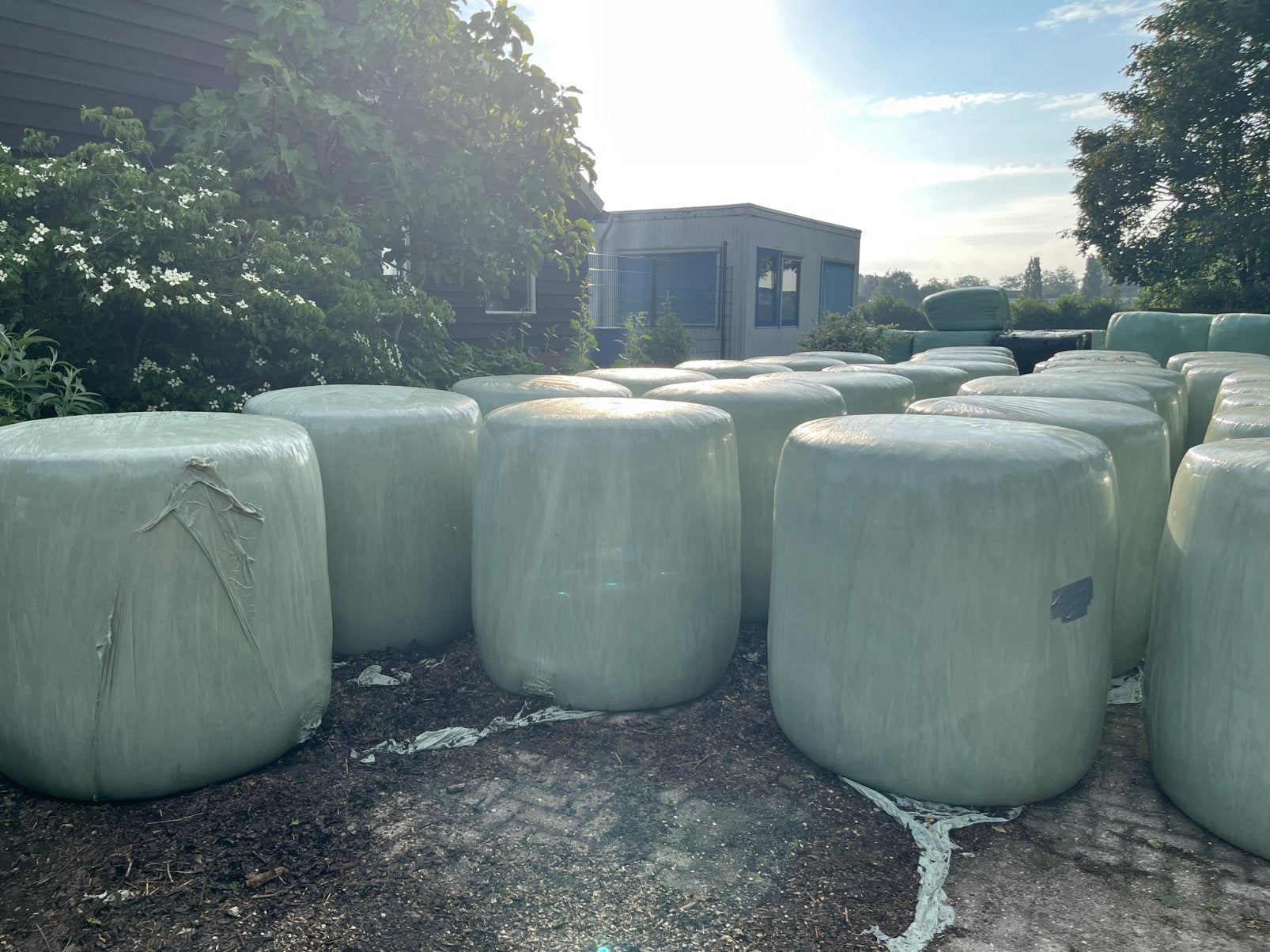 Mais balen 700-800 kg., Dieren en Toebehoren, Dierenvoeding, Ophalen, Vee