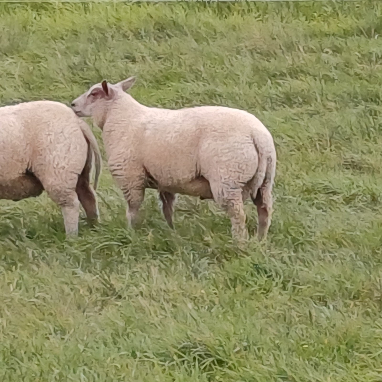 te koop 4 dekrammen rouge charellois swifter texelaar, Mannelijk, Schaap, 0 tot 2 jaar