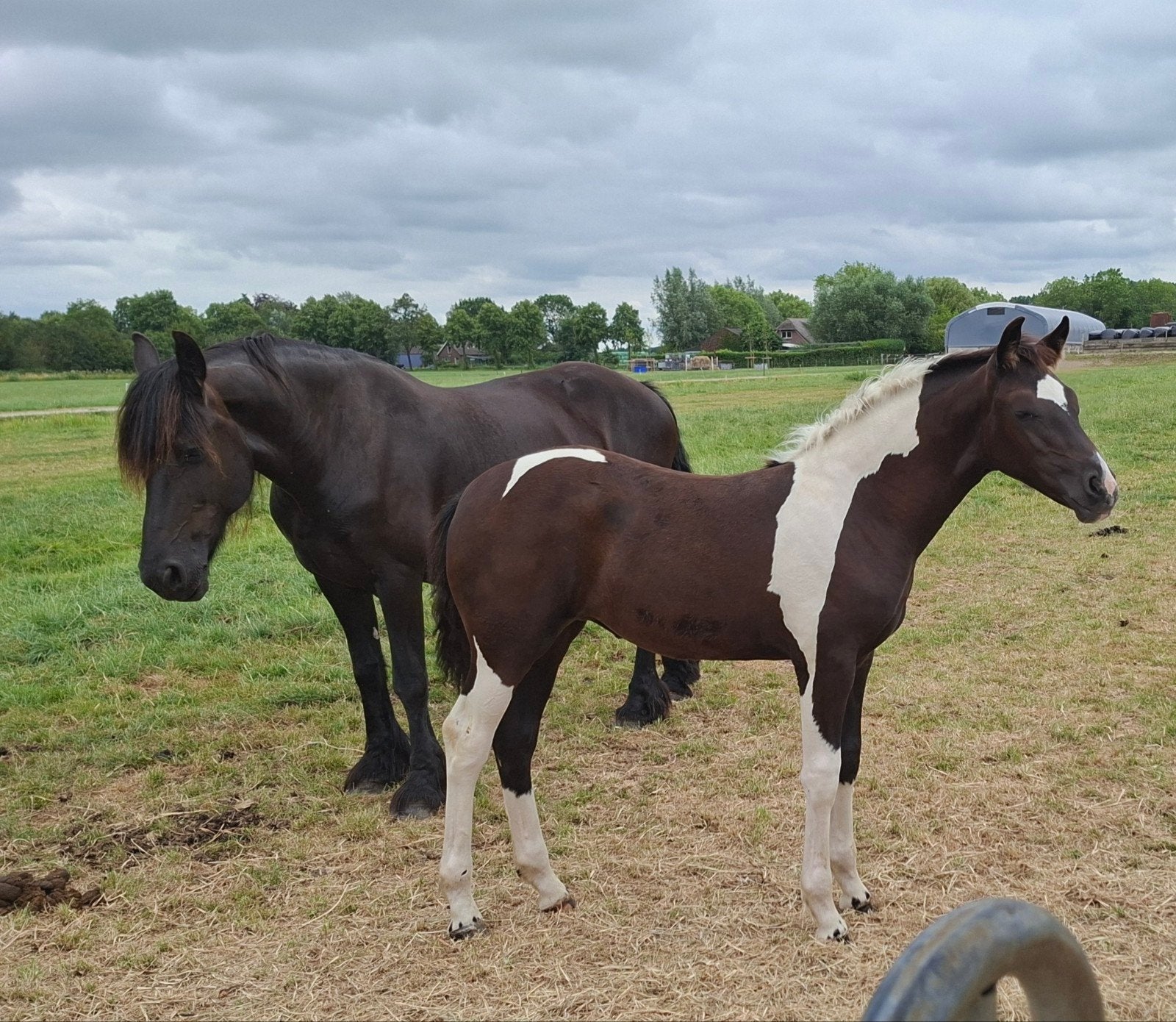 Meedere barockpinto veulens + 1 fries veulen, Dieren en Toebehoren, Meerdere dieren, Niet van toepassing, Minder dan 160 cm, 0 tot 2 jaar