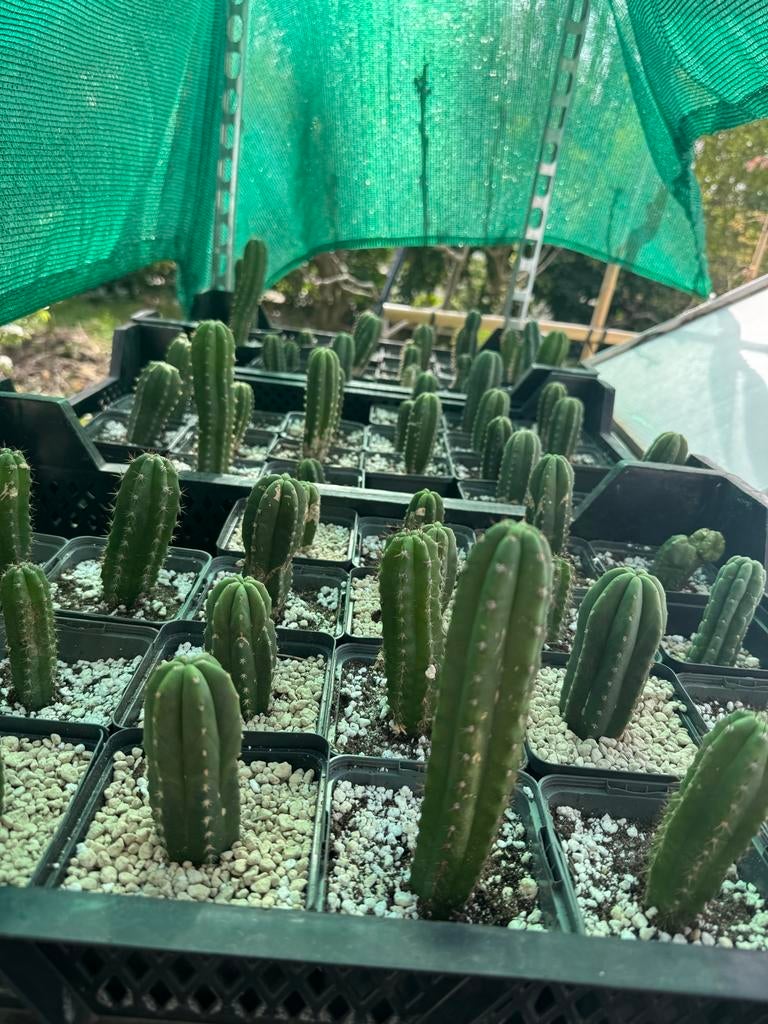 Trichocereus Pachanoi San Pedro (Icaro DNA), Overige soorten, Volle zon, Vaste plant, Ophalen of Verzenden