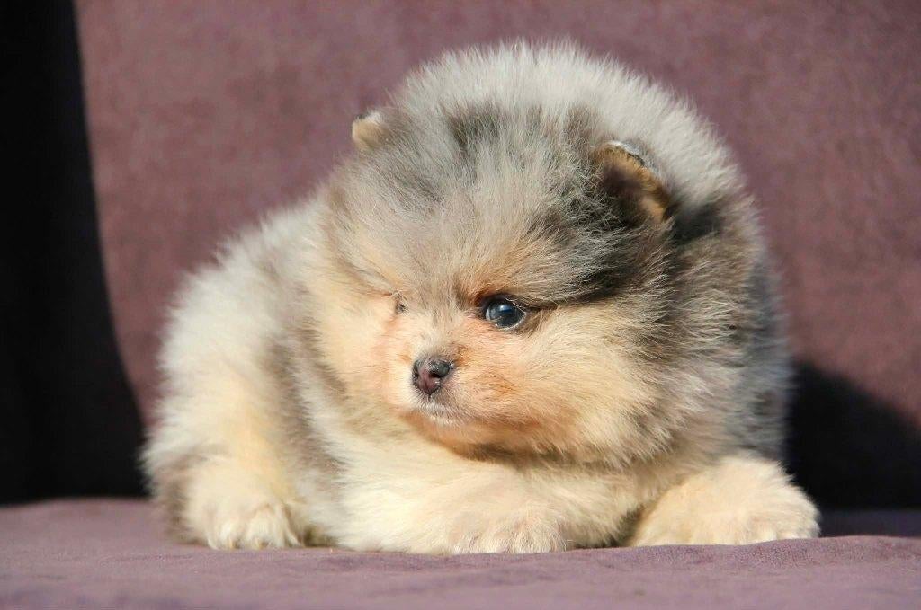 Pomeriaan pup reutje Merle Bear type – te reserveren, Nederland, Keeshond, Reu, 8 tot 15 weken