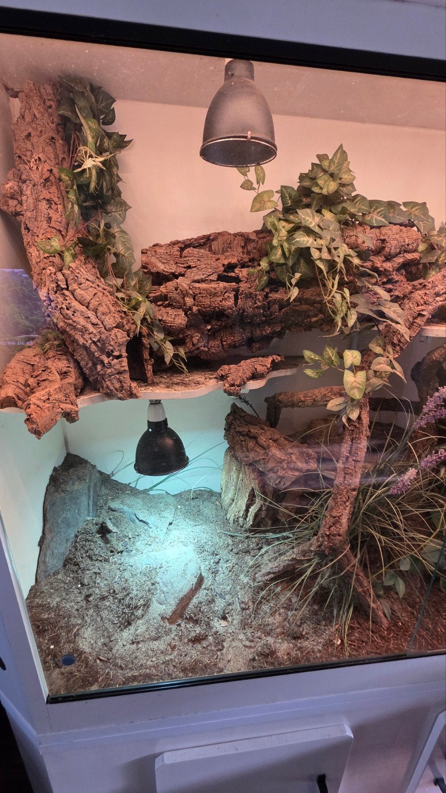 Varanus Acanthurus  5x inclusief Terrarium Monitor Lizard photo 16