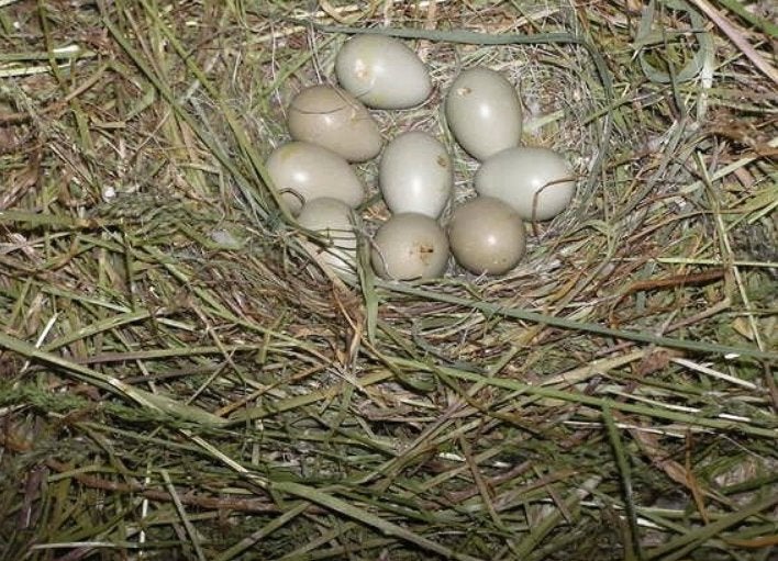 Chinese kwartel eitjes, Dieren en Toebehoren, Meerdere dieren, Overige soorten