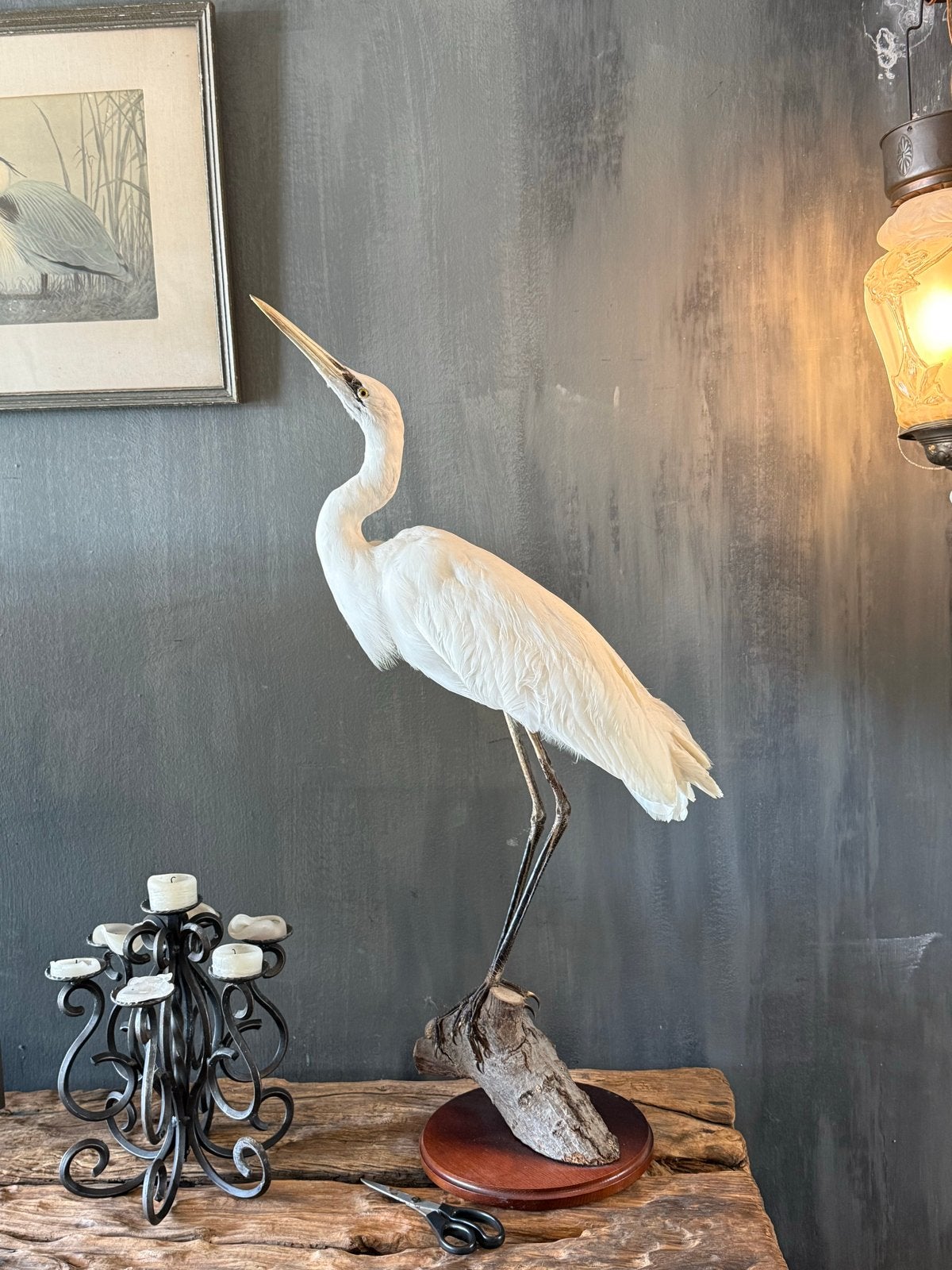 Mooie opgezette Zilverreiger - 94 cm hoog, Verzamelen, Ophalen, Zo goed als nieuw