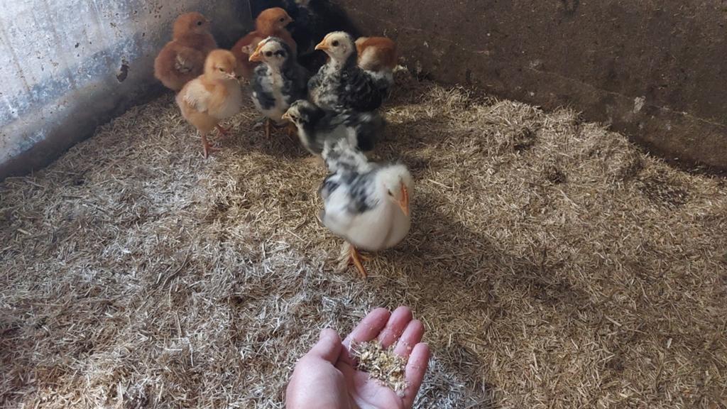 Cochin kuikentjes, Geslacht onbekend, Kip