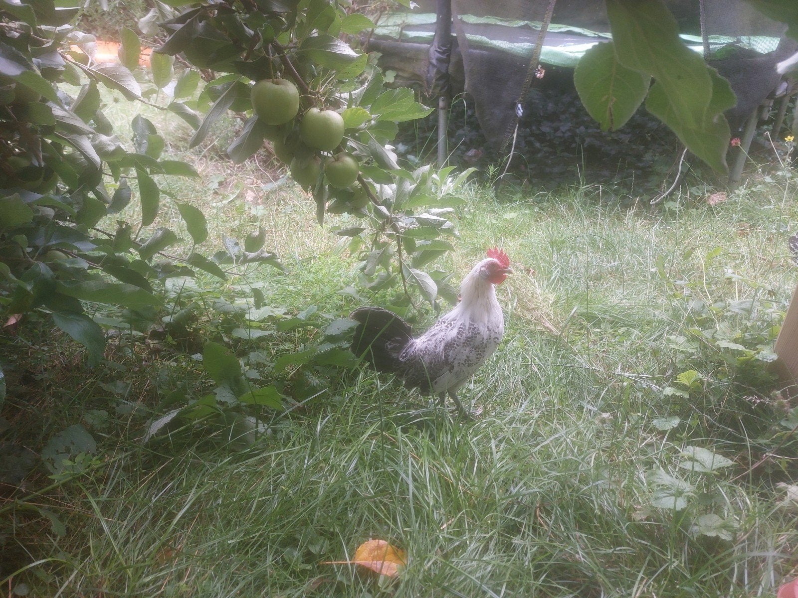 Kriel haantje te koop., Dieren en Toebehoren, Pluimvee, Mannelijk, Kip