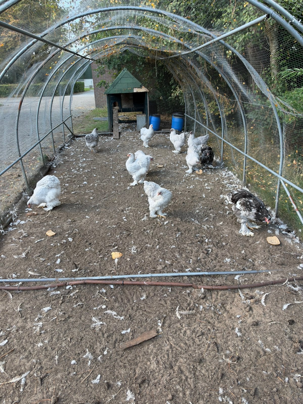 Brahma kippen groot, hennen van 7 mei 2026, Dieren en Toebehoren, Vrouwelijk, Kip