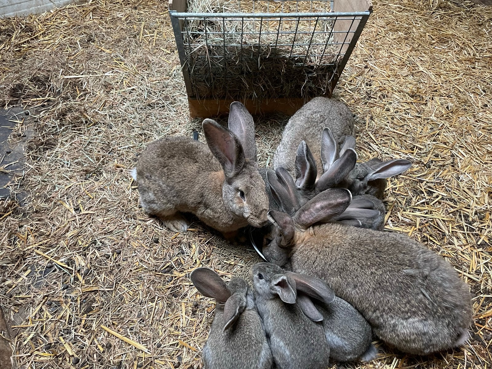 Vlaamse reuzen, Meerdere dieren, Groot, 0 tot 2 jaar