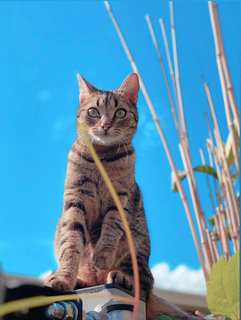 Gratis af te halen – Lieve poes Minnos zoekt een warm thuis, Poes