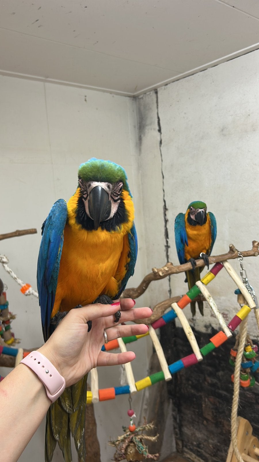 Prachtige Ara’s, Dieren en Toebehoren, Meerdere dieren, Papegaai, Tam